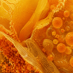 Zeaxanthin
