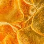 Lutein